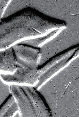 硬币（光学阴影50X）